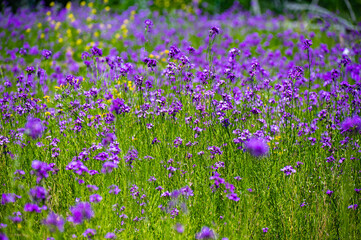 Obraz premium field of lavender