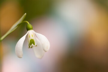 First spring white flowers in a forest