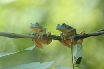 frogs, cute frogs, two cute frogs on a wooden branch
