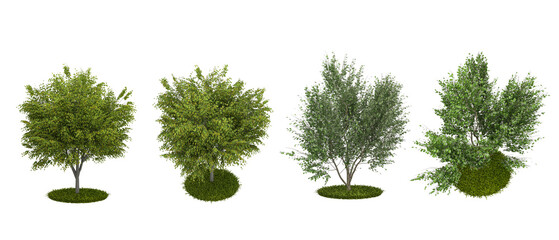 Fototapeta premium tree isolated on white
