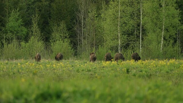 The Wild Boar (Sus Scrofa) Sounder Eating In The Field
