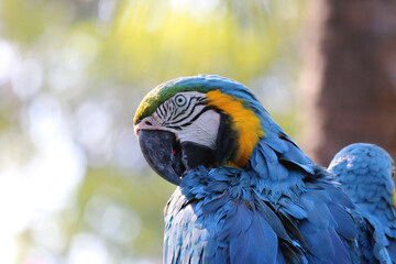 blue and yellow macaw on a tree