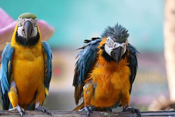 blue and yellow sick macaw