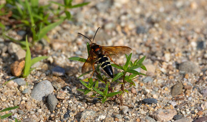 Cicada killer on the ground