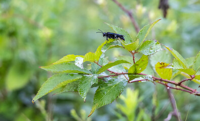 Black wasp on a branch