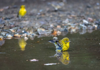 pine warblers bathing in a puddle