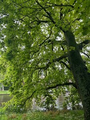 Beautiful oak tree with lush green leaves growing outdoors