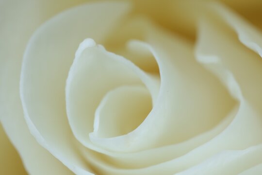 Beautiful rose with white petals as background, macro view