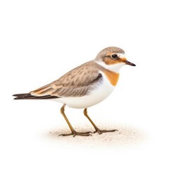 Lesser sand-plover bird isolated on white background.