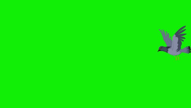 2d cartoon pigeon bird flying frame by frame view animation 4k screen green 4k