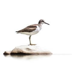 Fototapeta na wymiar Solitary sandpiper bird isolated on white background.