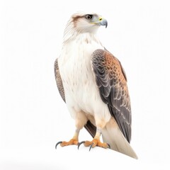 Obraz premium White-tailed hawk bird isolated on white background.