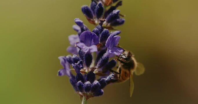 Slow motion macro view of honey bee feeding on lavender flower at 1000 fps