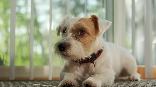 A Jack Russell dog lying on the floor at home in the sunlight. Closeup footage