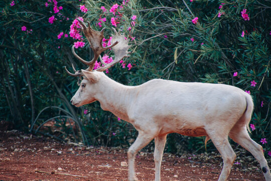 Portrait of a white albino fallow deer (Dama dama, damwild) in corfu ,Greece