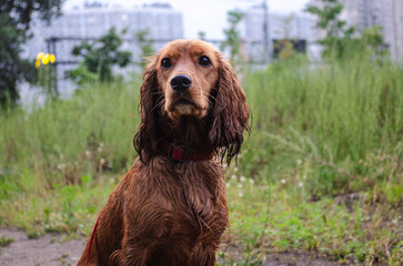 Photo of an English Cocker Spaniel after hunting in the rain