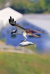 Osprey flying and taking his fish meal, USA