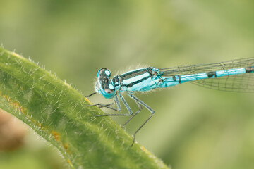 Belle petite libellule bleue
