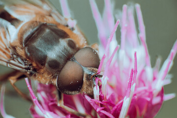 Macro d'un éristale opiniâtre sur une fleur rose