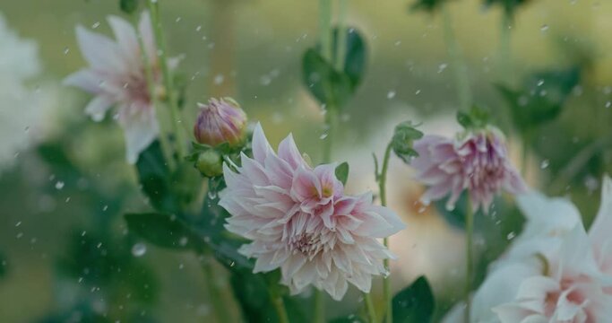 Raindrops falling on beautiful dahlia flowers in super slow motion, 1000 fps