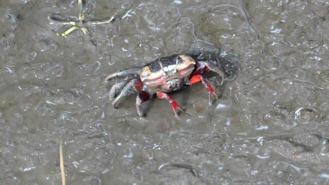 Female Uca borealis, commonly known as the "Northern Fiddler Crab" or "Atlantic Sand Fiddler," is a species of fiddler crab found along the eastern coast of North America