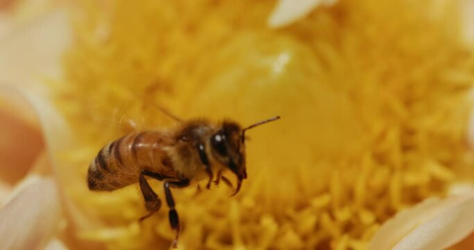 Slow motion macro view of honey bee feeding on flower at 1000 fps