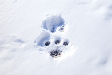 Polar Bear's Pawprint Imprinted in the Fresh Snow, A Trace of Arctic Wilderness