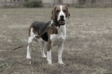 A happy beagle dog with fluttering ears runs through the autumn green grass. Active beagle enjoying a summer walk. A dog on a leash for a walk. Close-up portrait of a cute adult beagle dog