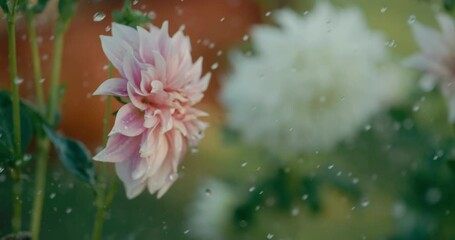 Raindrops falling on beautiful dahlia flowers in super slow motion, 1000 fps - Powered by Adobe