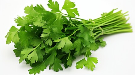 a vibrant cilantro plant, with delicate leaves and a burst of fresh green that enhances a wide range of cuisines