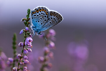 Schmetterling und Heidekraut im Sonnenuntergang