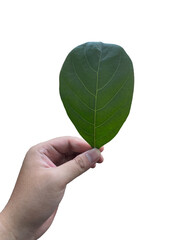 hand holding green leaf on isolated background, suitable for design materials. 