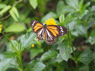 monarch butterfly on a flower