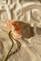 Delicate peach pink poppy flower stem and bud on crumpled golden fabric. Aesthetic close up view floral composition with sunlight shadows