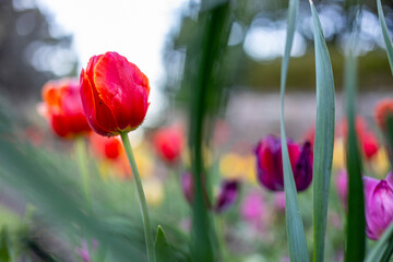 Obraz premium tulip flowers blooming in a tulip field, against the background of blurry tulip flowers in the garden.