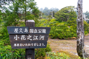 The view Kohananoegou in Yakushima