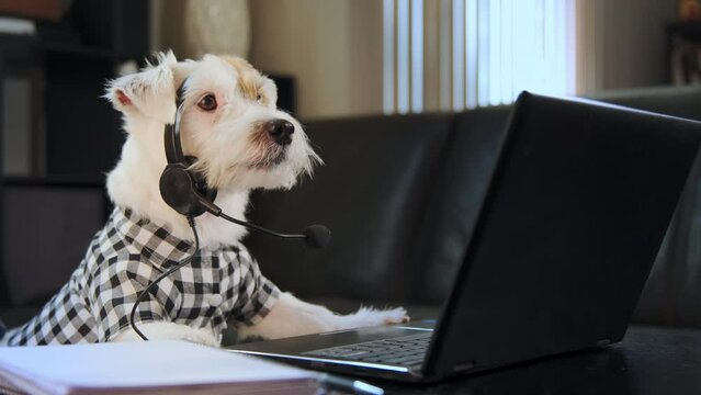 Funny business jack russell terrier dog wear headset calling on laptop computer talk by webcam in online chat, customer support service 