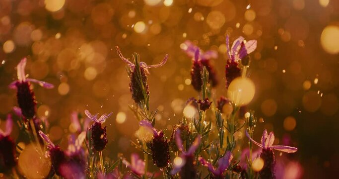 Rain falling in slow motion at sunset, golden raindrops at 1000 fps