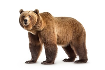 A majestic brown bear standing tall against a pristine white backdrop created with Generative AI technology