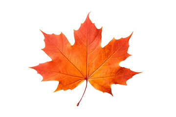 Maple with a Transparent Background.