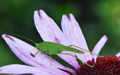 green large grasshopper on a lilac petal in a flower bed