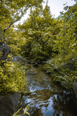 clear stream surrounded by leaves