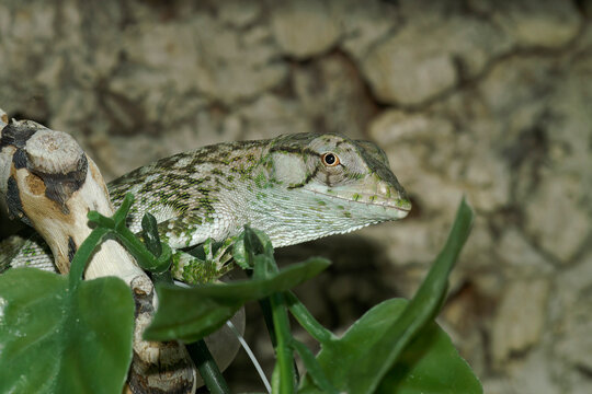 Closeup on a smooth-backed bush anole or common monkey lizard, Polychrus auduboni in a terrarium