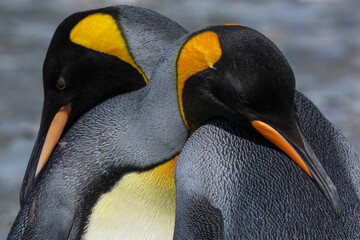 king penguin in polar regions