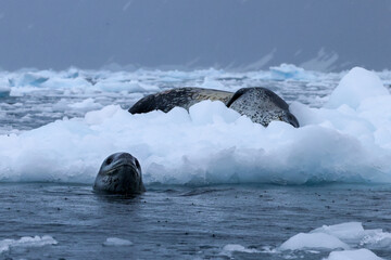 Leopard seals in Antarctica