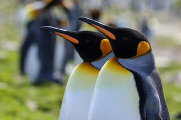 King penguins in south georgia island