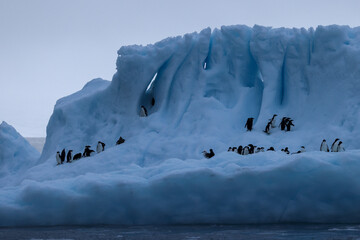 iceberg with penguins in antarctic region