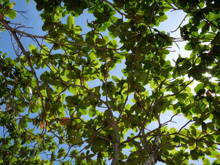 Green leaves on the trees under sunlight