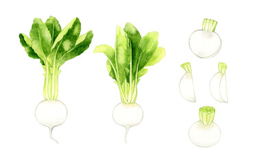 白色の蕪のセット　野菜の手描き水彩イラスト素材