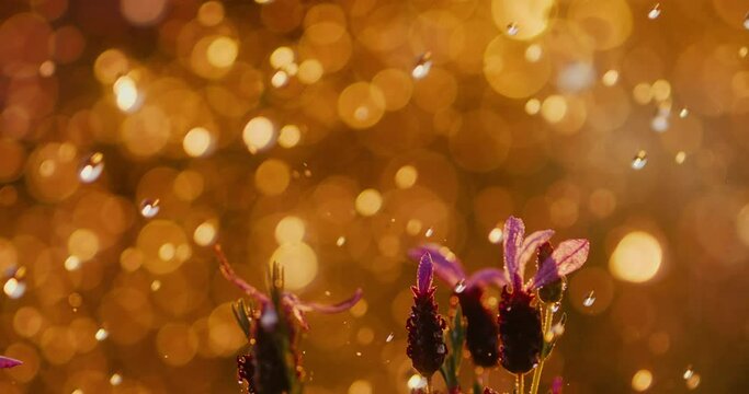Rain falling in slow motion at sunset, golden raindrops at 1000 fps